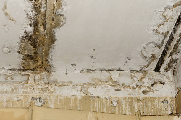 Best Residential Mold Inspection & Testing  in Heber, CA